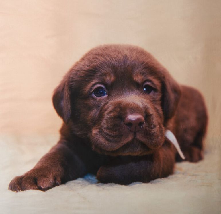 Vacchetti | Completo Copripiumone 1 Piazza E Mezza Chocolate Labrador Bassetti Cotone 